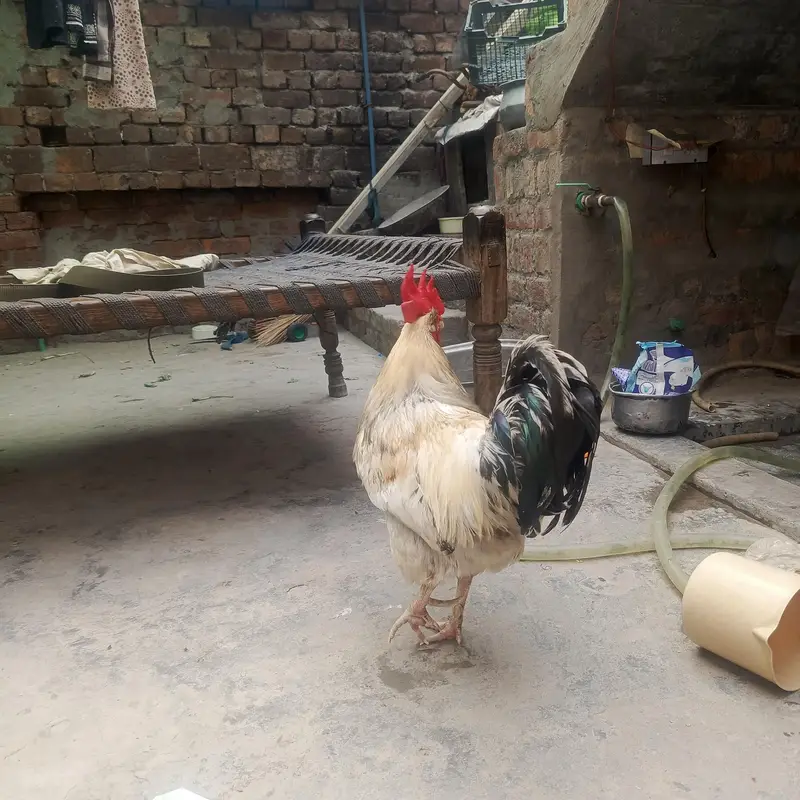 pure home made 3 kg weight — photo 2