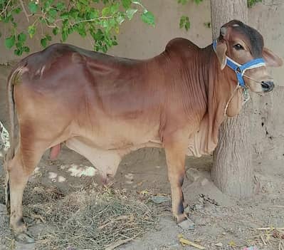 4 Bull Bachry