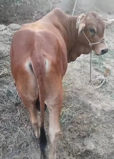 4 Bull Bachry