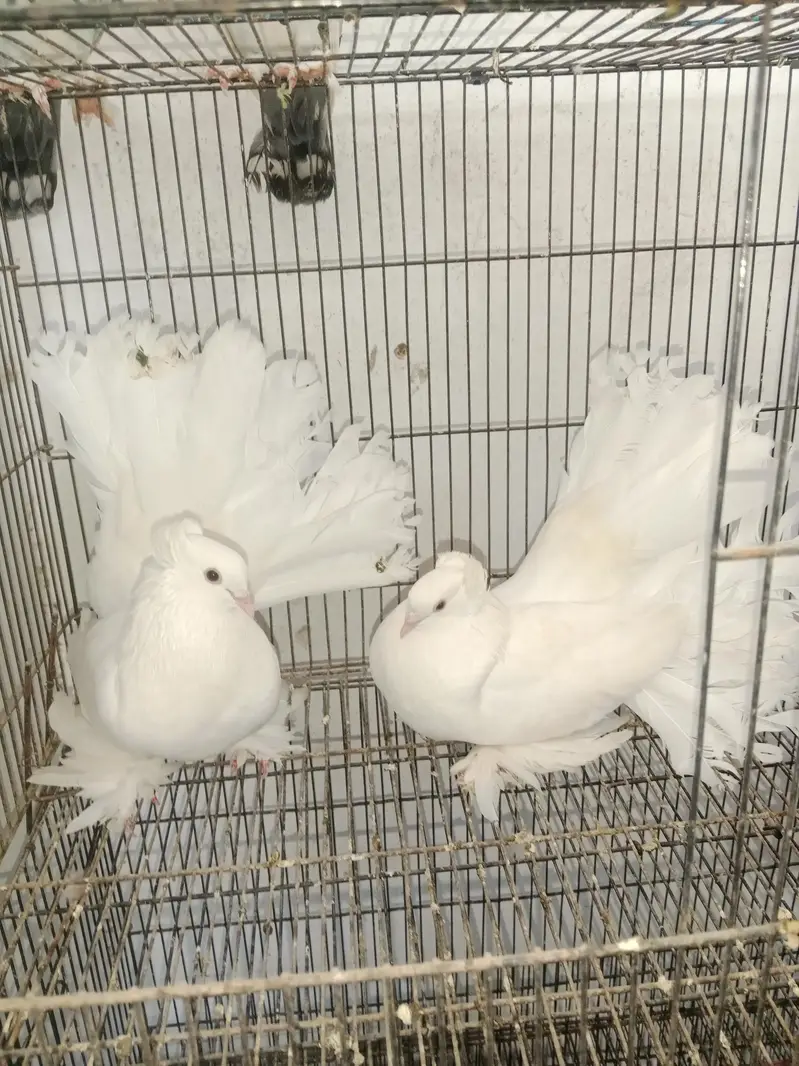All Breedrs — photo 2