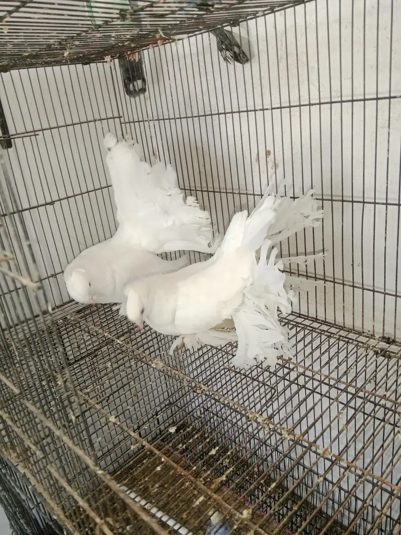 All Breedrs — photo 4