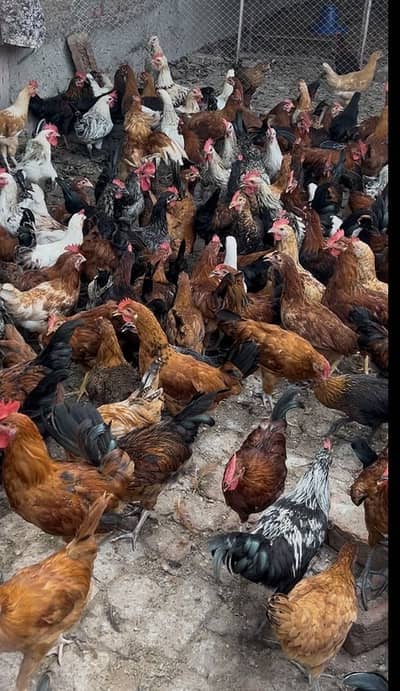 Desi hens