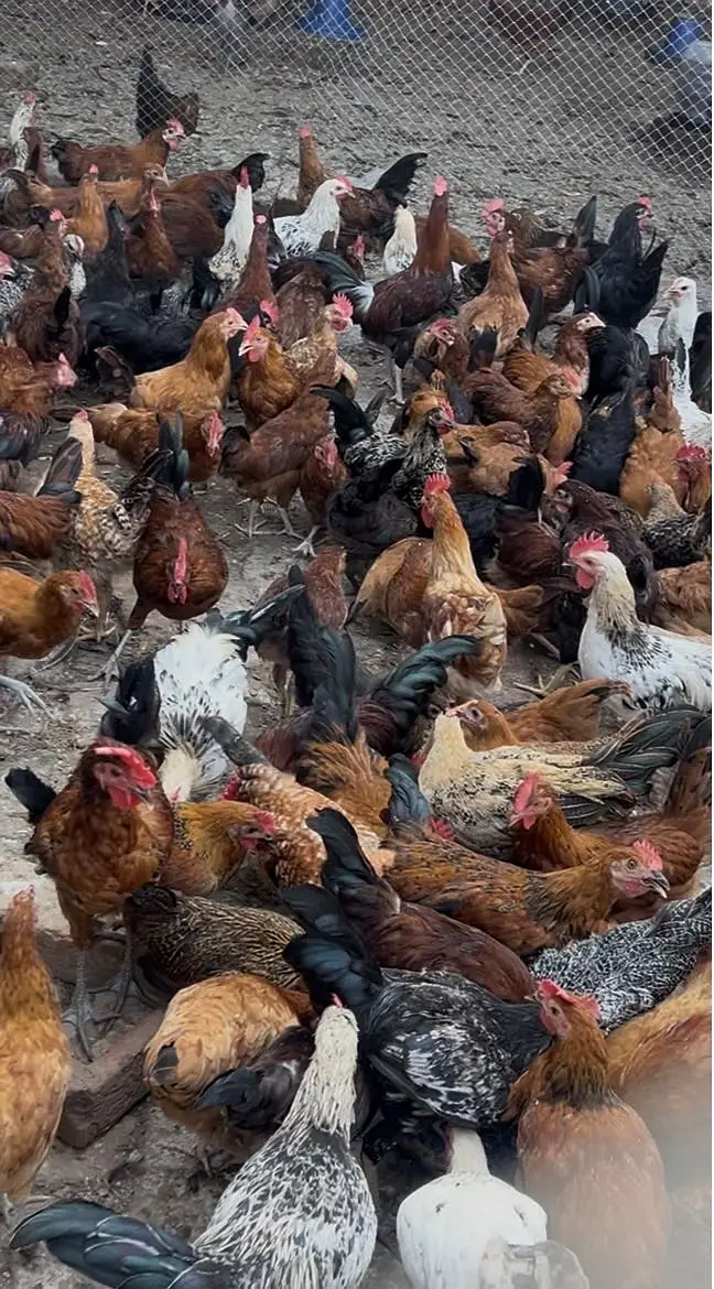 Desi hens — photo 2