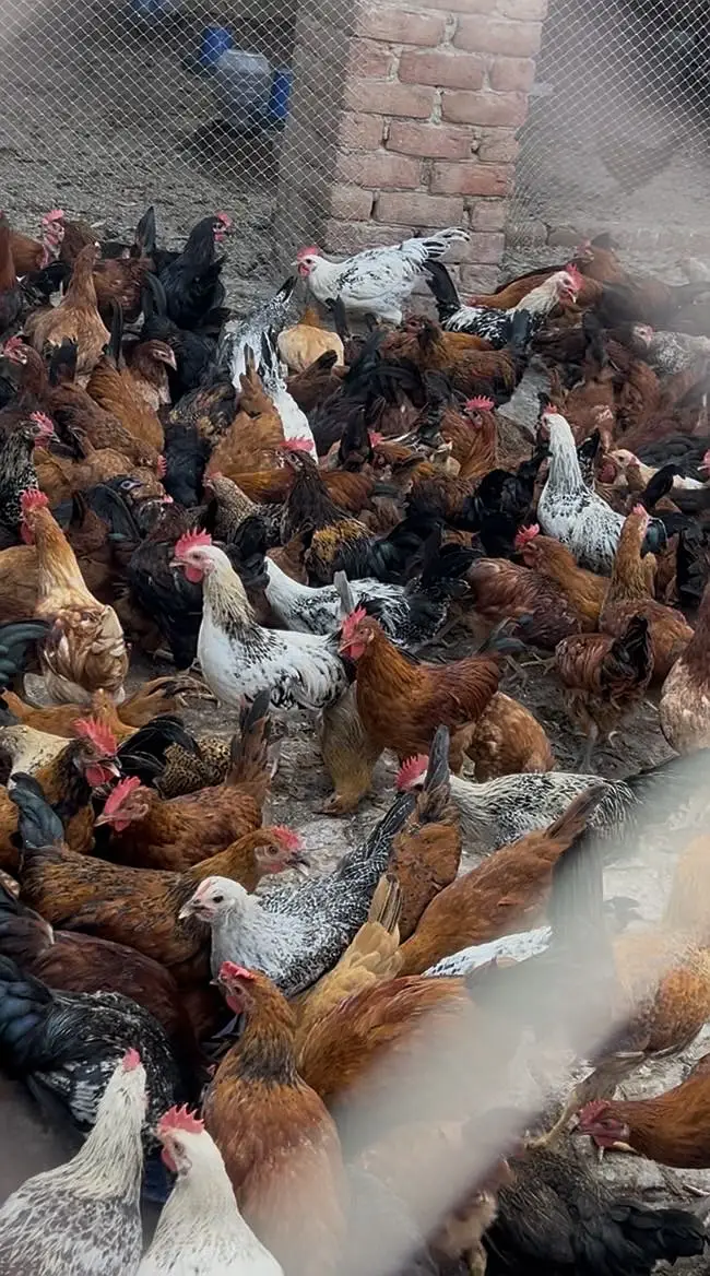 Desi hens — photo 3