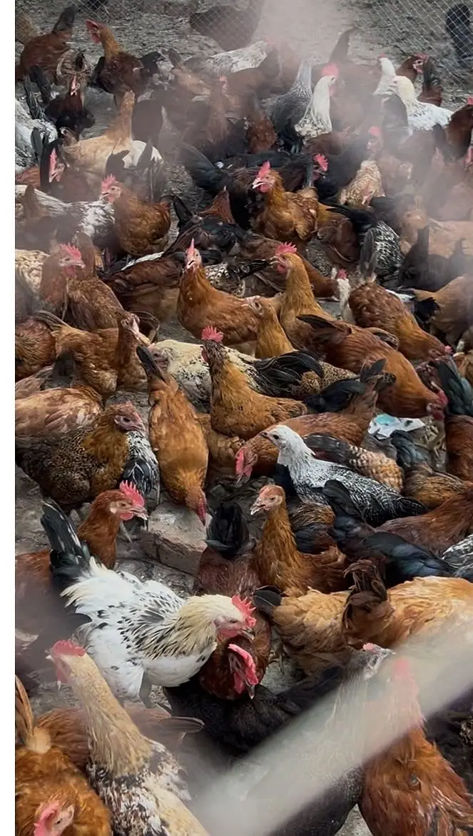 Desi hens — photo 4