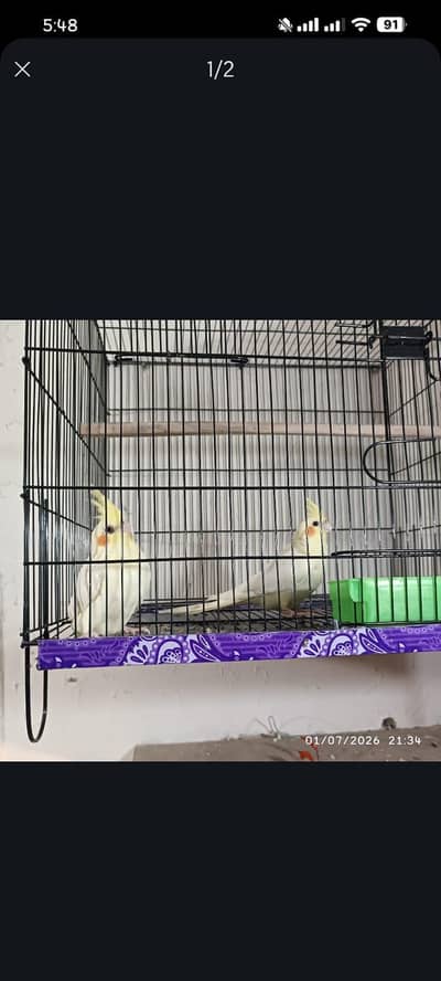 I want to sell my healthy and active cockatiel pair with cage
