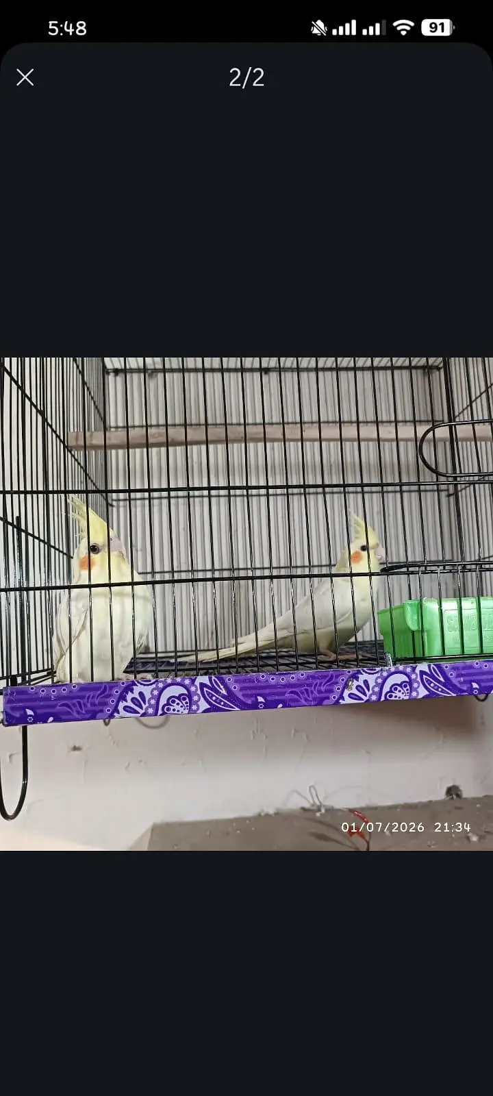 I want to sell my healthy and active cockatiel pair with cage — photo 2