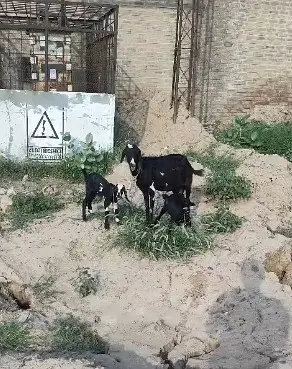 Tedda desi cross bakri | dogli bakri | bcho k sath bkri | goats |bkri
