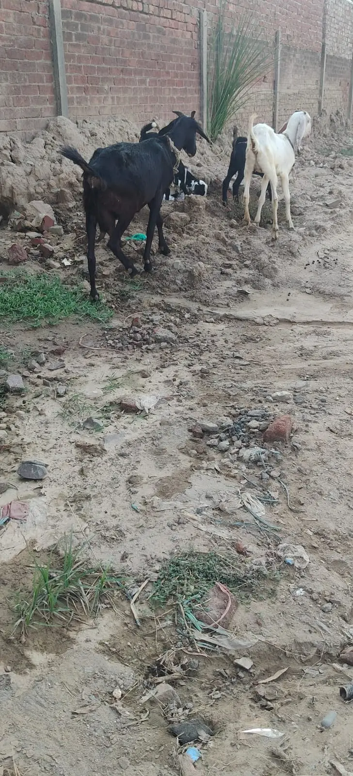 Tedda desi cross bakri | dogli bakri | bcho k sath bkri | goats |bkri — photo 2