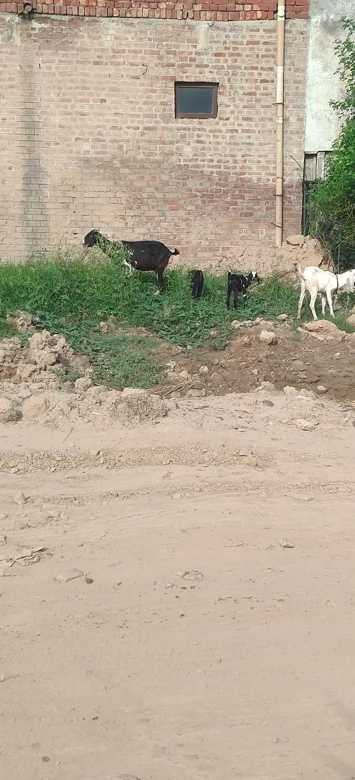 Tedda desi cross bakri | dogli bakri | bcho k sath bkri | goats |bkri — photo 4