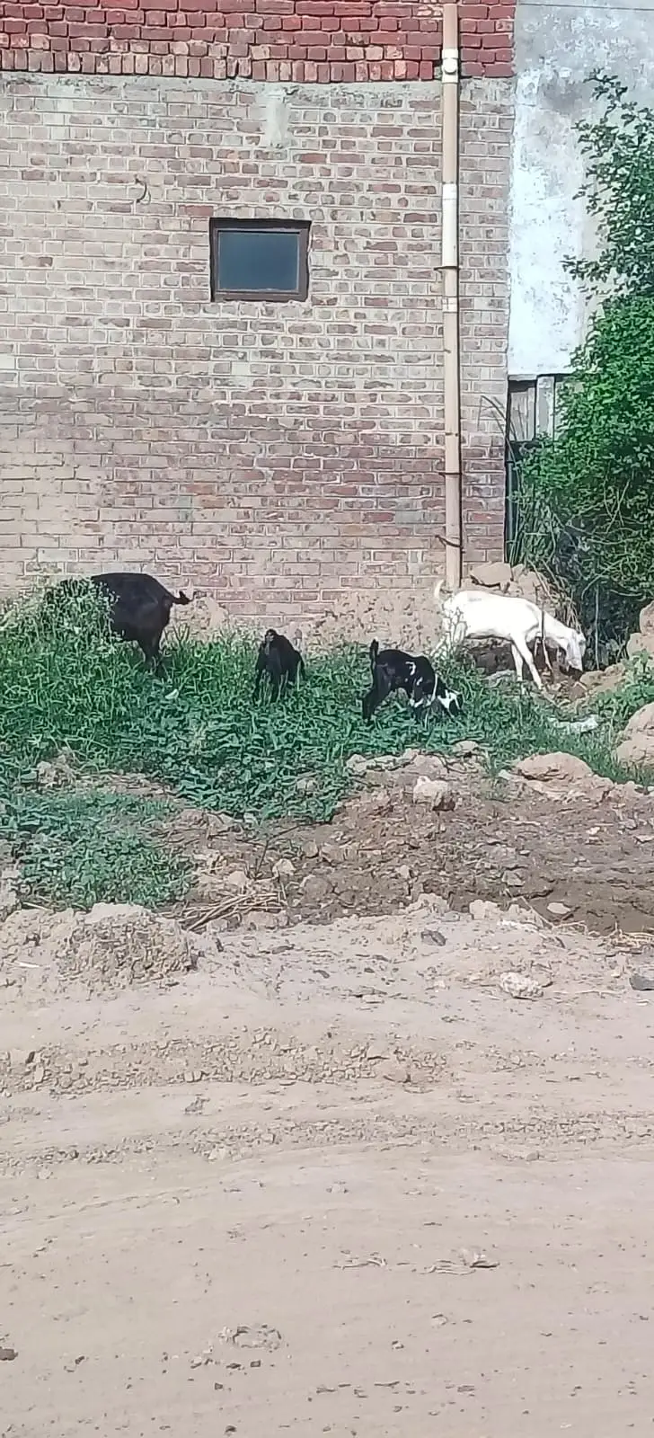 Tedda desi cross bakri | dogli bakri | bcho k sath bkri | goats |bkri — photo 5