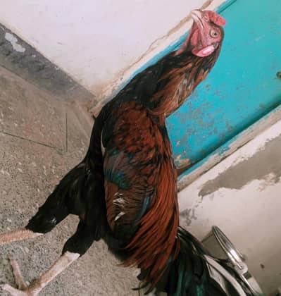 Aseel rooster