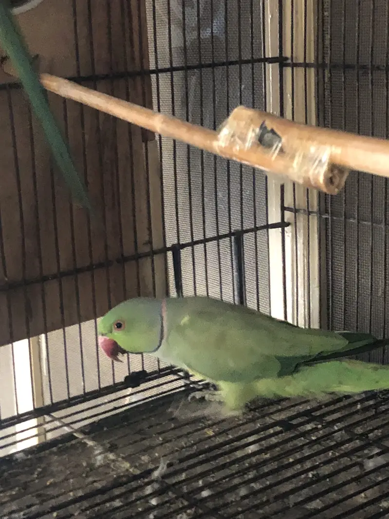 Parrots pair — photo 2