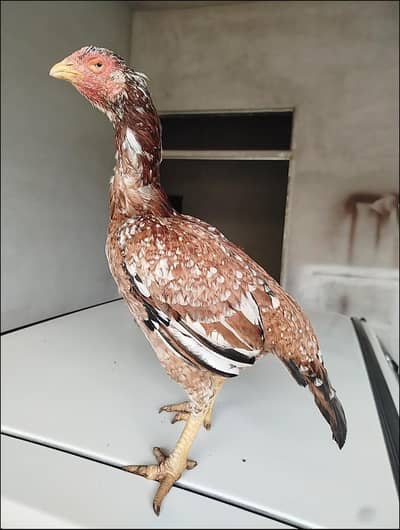 home breed andon ki gurrenty hai (cargo only in Rawalpindii islamabad)