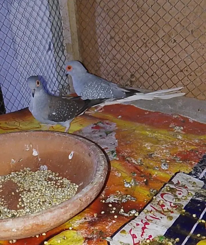 Breeder Pair with Egg