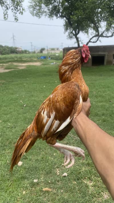 Aseel Murga