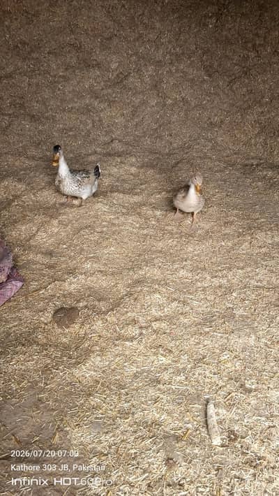 beautiful ducks