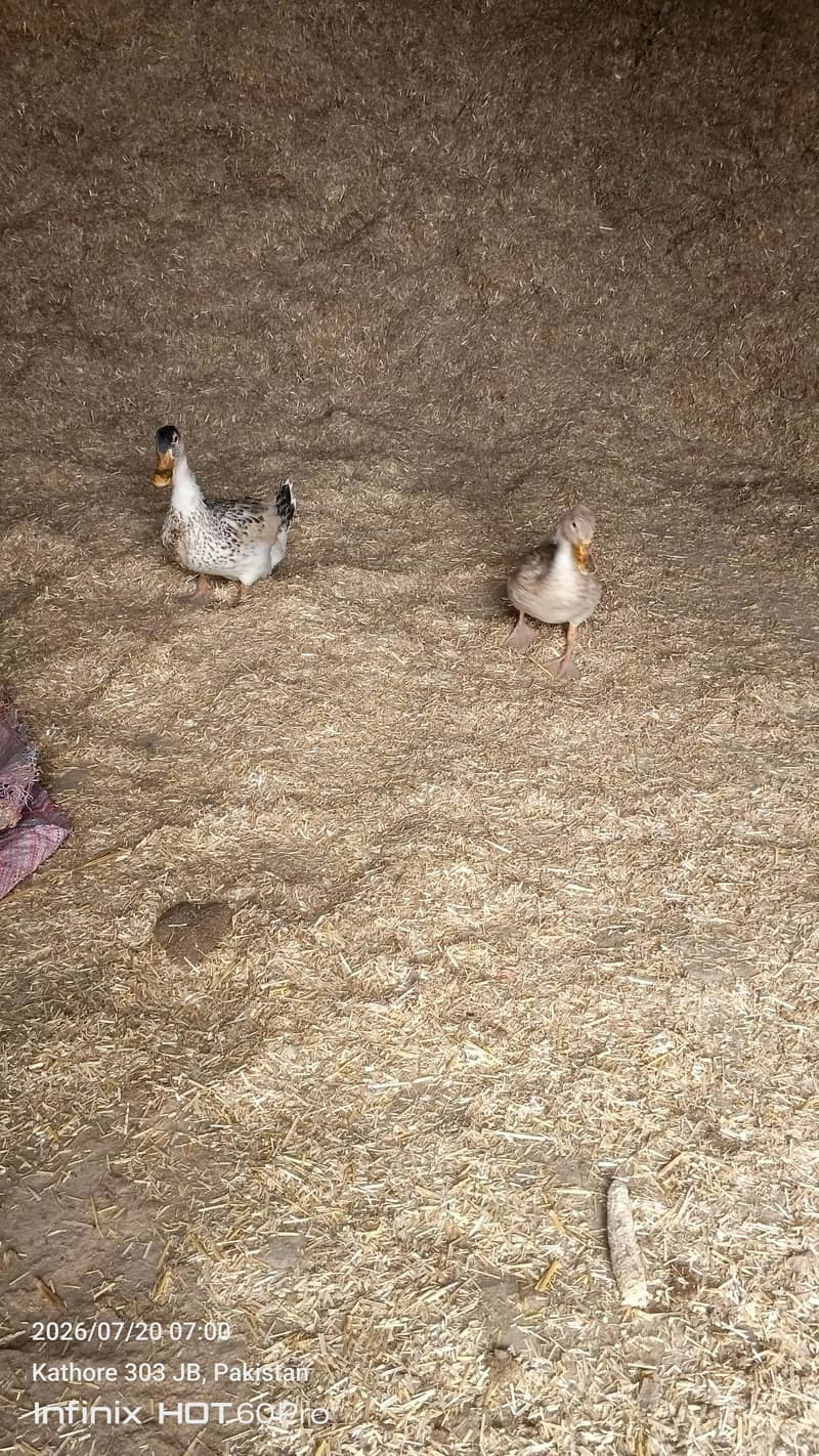 beautiful sentient chick. and king male and dasi ducks. 6