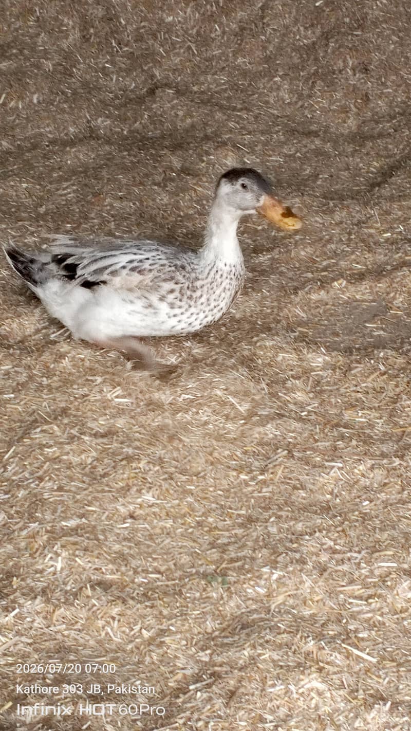 beautiful sentient chick. and king male and dasi ducks. 7