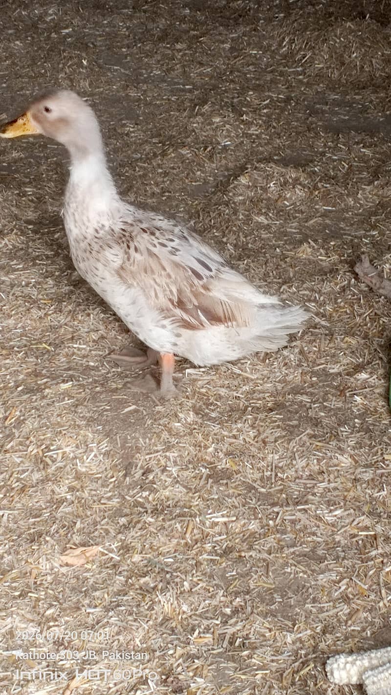 beautiful sentient chick. and king male and dasi ducks. 8
