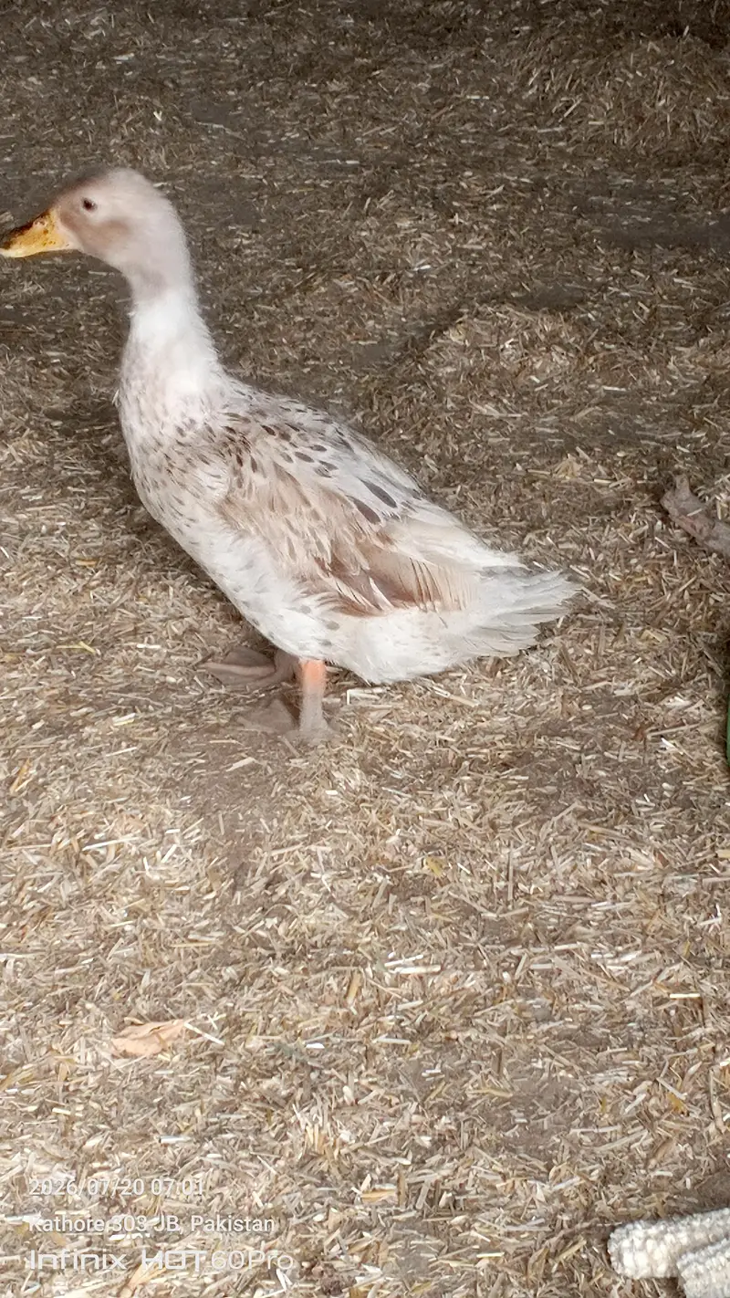 beautiful ducks — photo 3