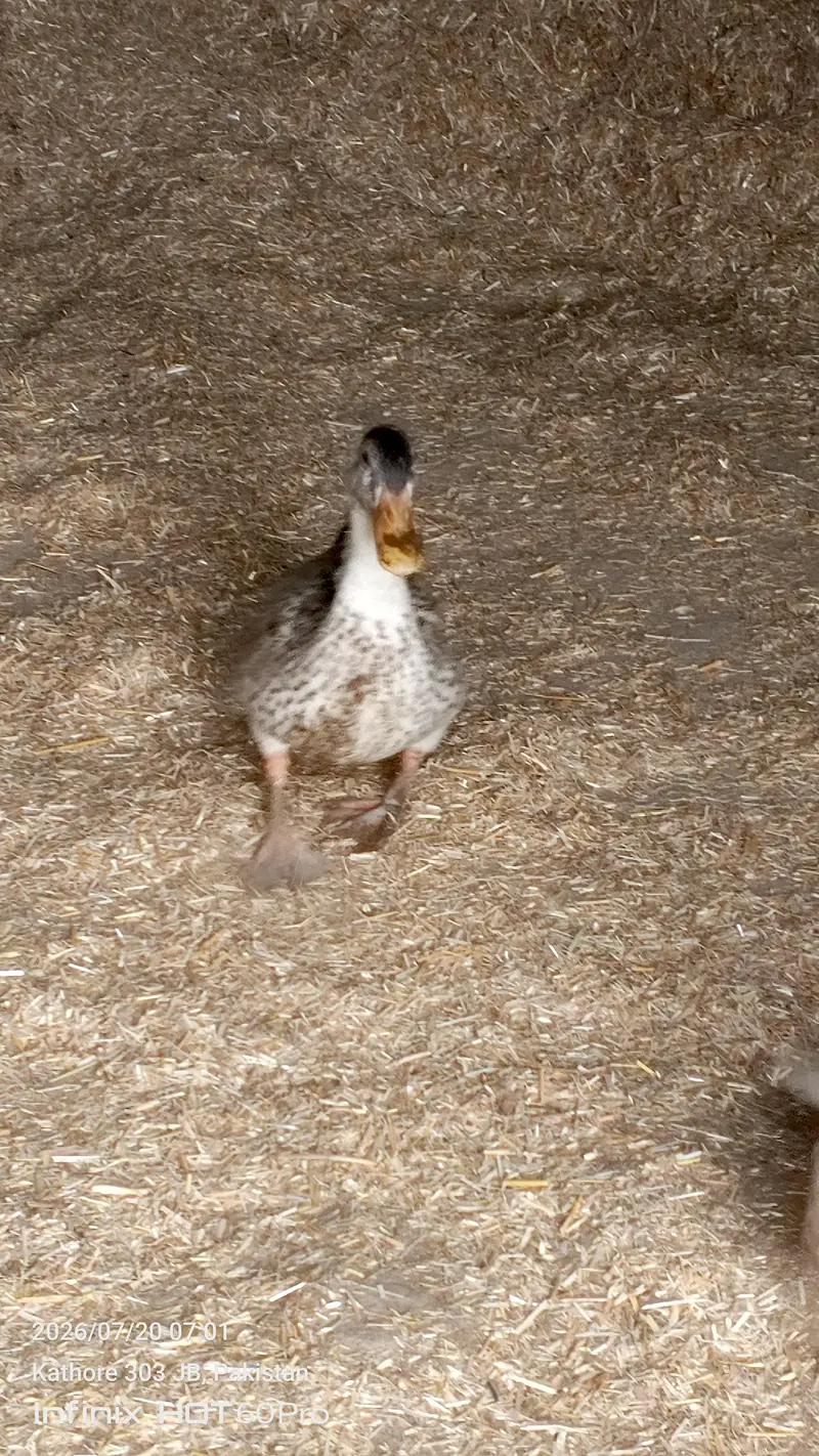 beautiful ducks — photo 4