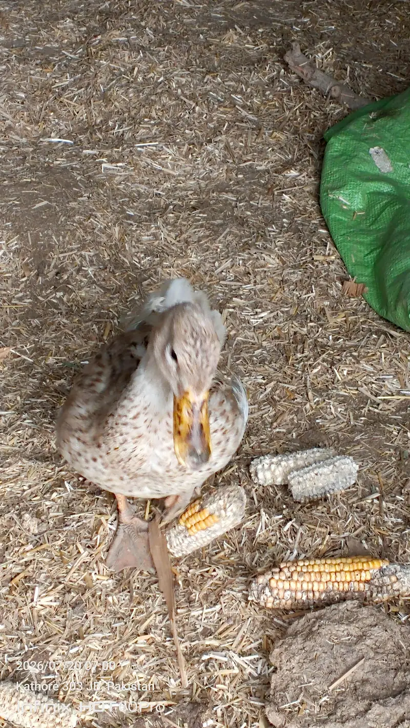beautiful ducks — photo 5