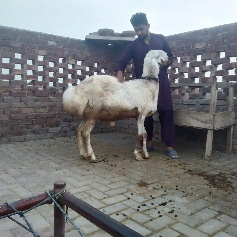 fresh 2 dant dumba — photo 2