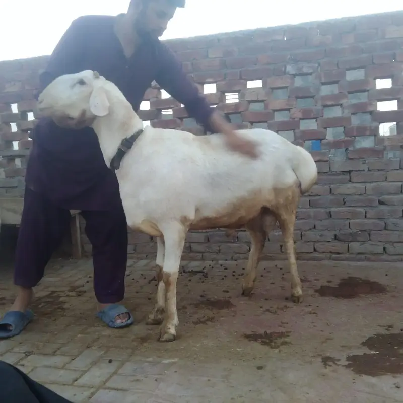 fresh 2 dant dumba — photo 3