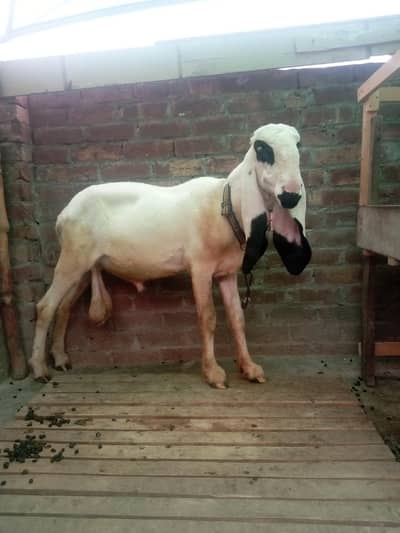 kajla cross chatra for sale ha