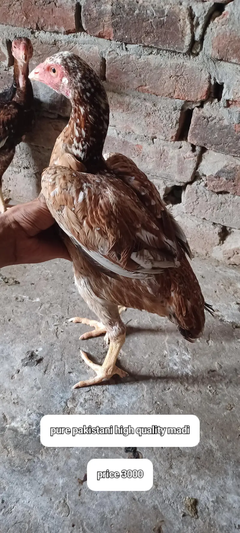 pakoya plus pakistani — photo 3