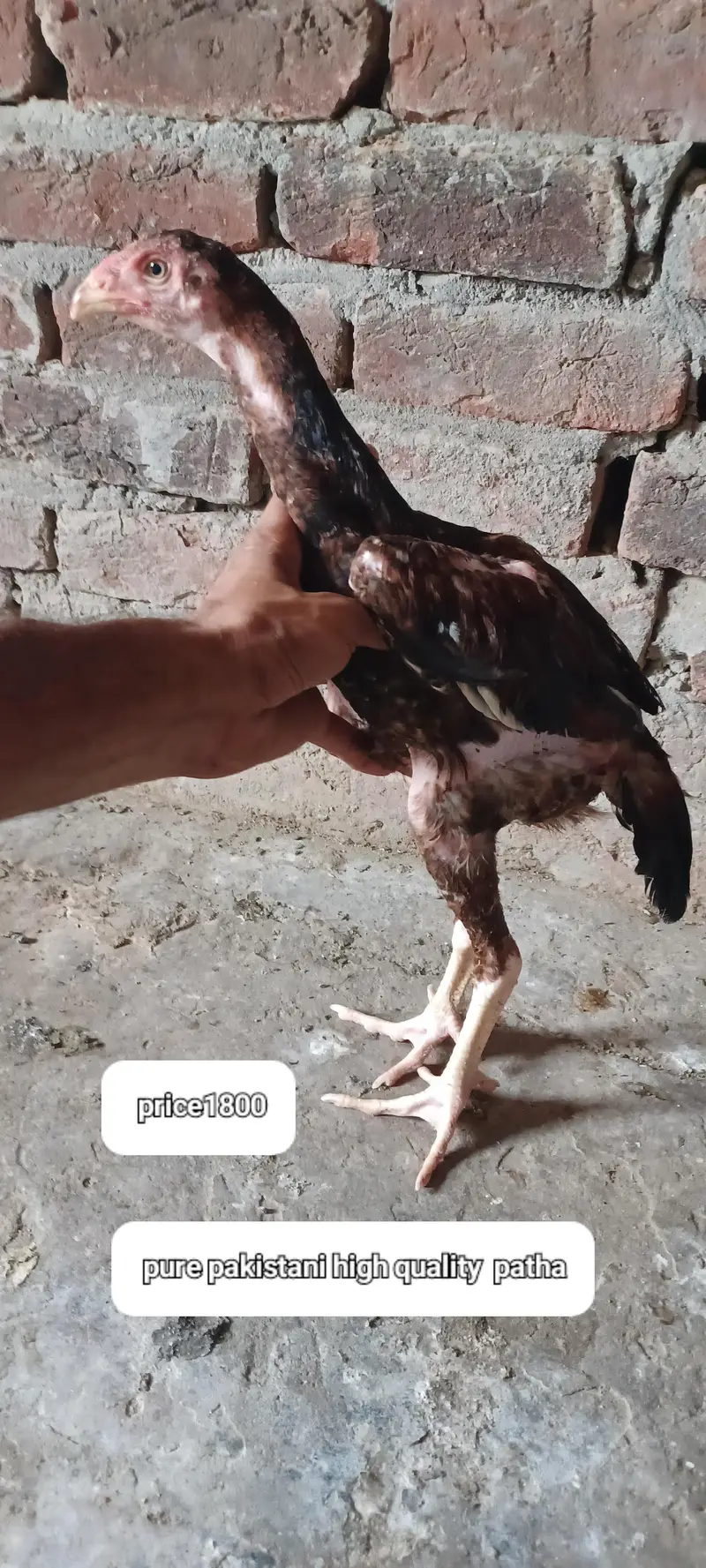 pakoya plus pakistani — photo 9