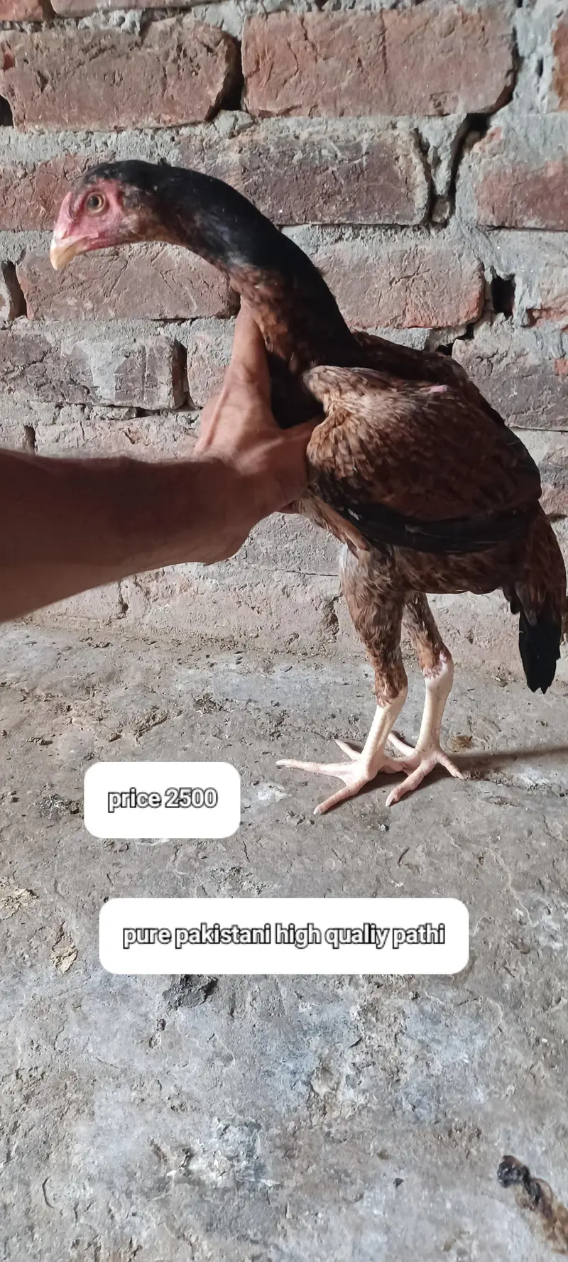 pakoya plus pakistani — photo 11