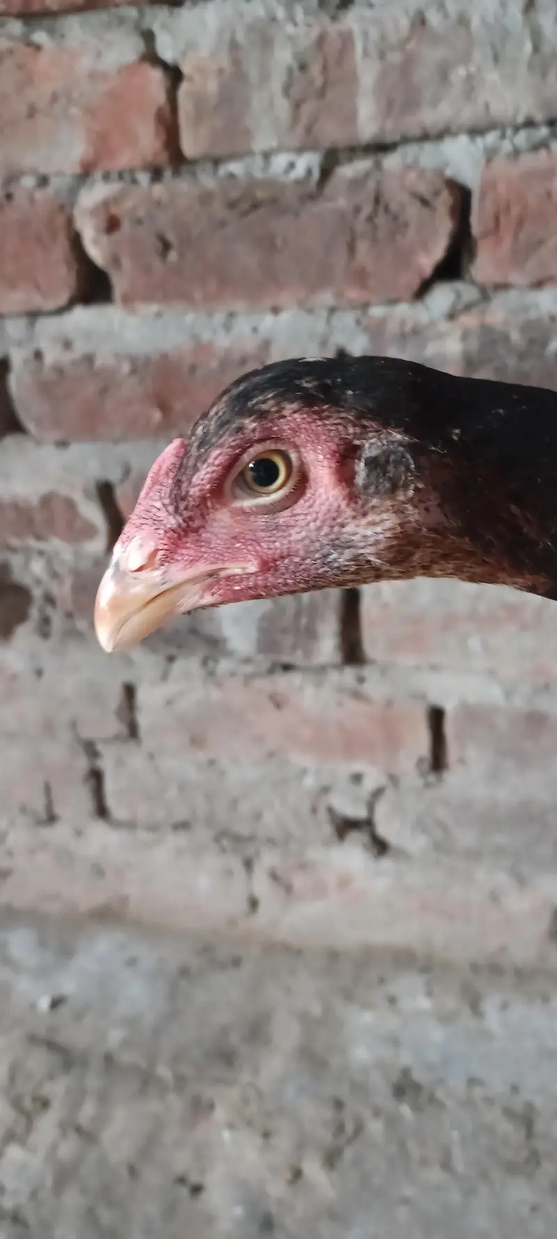 pakoya plus pakistani — photo 12