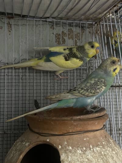 Breeding Budgies for sale