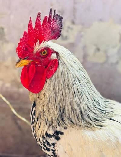 Golden Misri Desi murgy