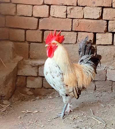 Golden Misri Desi murgy