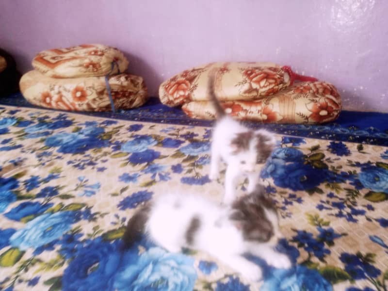 4 kittens 2