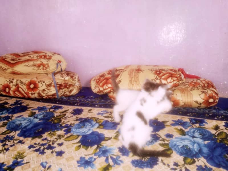 4 kittens 3