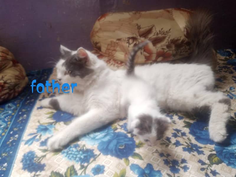 4 kittens 4