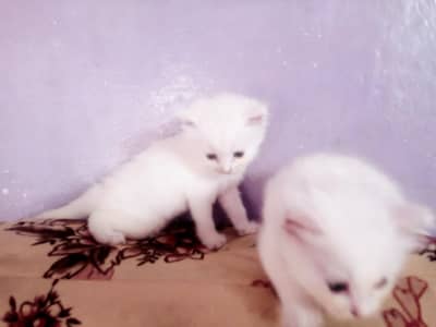 4 kittens