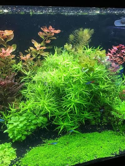 Aquarium Low tech Plants