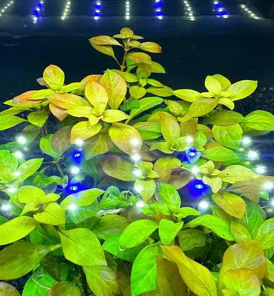 Aquarium Low tech Plants — photo 2