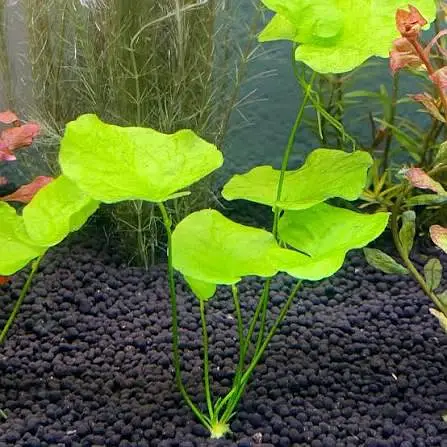 Aquarium Low tech Plants — photo 3