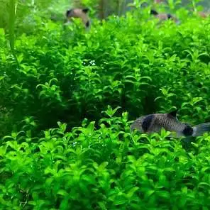 Aquarium Low tech Plants — photo 4