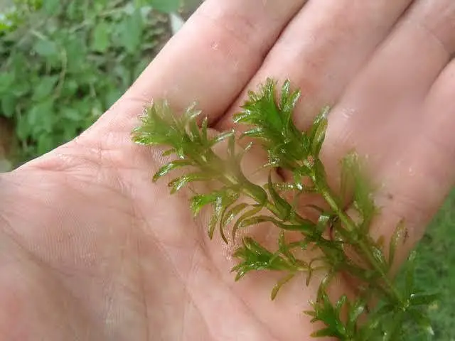 Aquarium Low tech Plants — photo 5