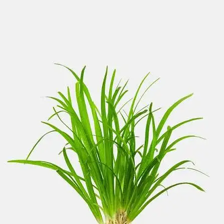 Aquarium Low tech Plants — photo 6