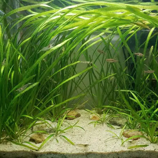 Aquarium Low tech Plants — photo 7