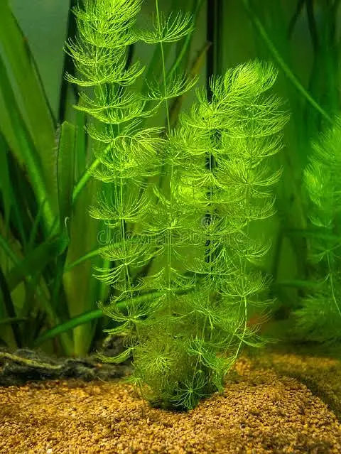 Aquarium Low tech Plants — photo 8