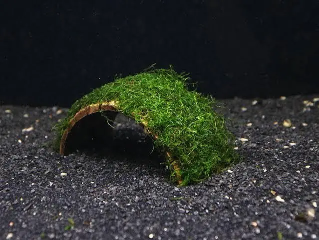 Aquarium Low tech Plants — photo 9